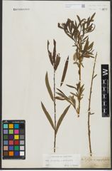 Foto von Salix purpurea L. x Salix viminalis L.